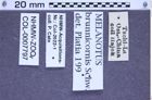 Etikette zu Melanotus brunnicornis (NHMW-ZOO-COL-0007797)